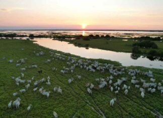 Postal del llano apureño