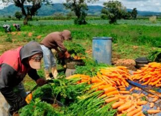 Agrónomos advierten que aún hay dificultades para adquirir alimentos