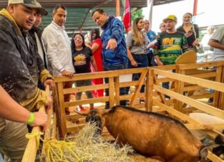 Culmina este domingo la 5ta Feria Nacional Ovina y Caprina Barquisimeto 2023