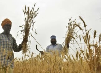 India restringe exportaciones de arroz blanco y podría incidir en alza del precio