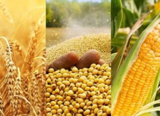 Consideran alza de precios en América debido al colapso del Acuerdo de Granos del Mar Negro