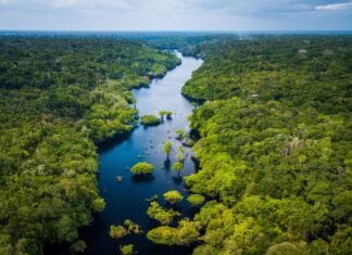 OTCA: ilícitos ambientales generan impactos negativos en la Amazonía y urgen medidas de protección