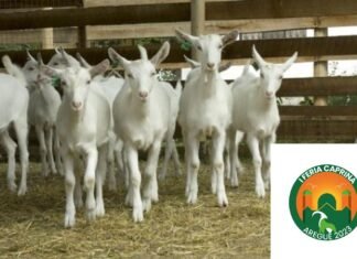 Realizarán 1era Feria Caprina Aregue 2023