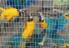 Recuperan más de 370 aves de una red de tráfico de fauna silvestre que operaba en Lara