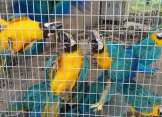 Recuperan más de 370 aves de una red de tráfico de fauna silvestre que operaba en Lara