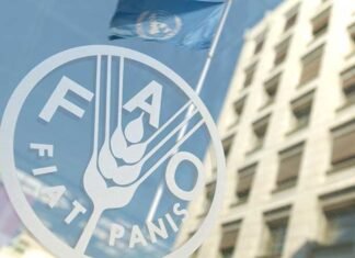 FAO alerta que casi el 30% de la población mundial sufre inseguridad alimentaria