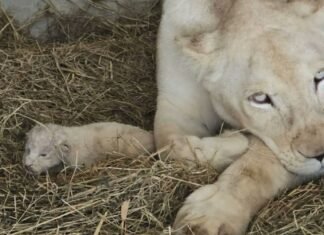 Observarán a los 3 leones blancos en sus primeros 15 días tras nacer en el Zoológico de Maracay