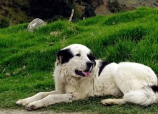 Imponen régimen de presentación a adulto mayor que envenenaba mascotas en Lara
