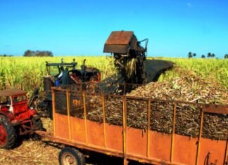 Cañicultores esperan crecer entre 25 y 30% este año