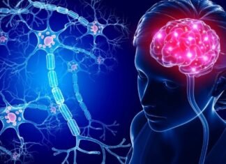 Estudio basado en Inteligencia Artificial indica el sexo afecta al funcionamiento del cerebro