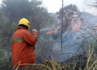 Autoridades en Lara buscan evitar la tala y la quema