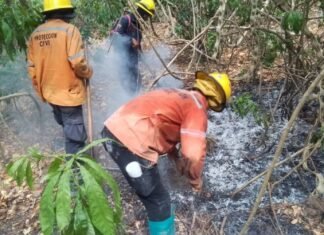 PC registró 194 incendios y de vegetación y 60 forestales de enero a abril en Lara