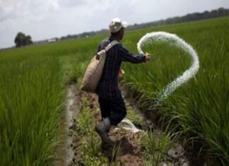 Fevearroz estima cerrar la producción anual en 60% del consumo