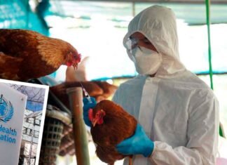 OMS pide estar alerta tras la primera muerte por gripe aviar