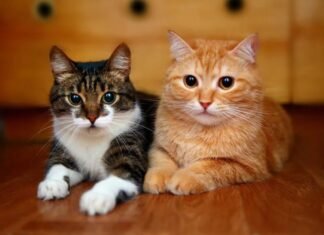 Fiscal General designa a Fiscalía 23 para investigar crimen de mascotas felinas en Lara