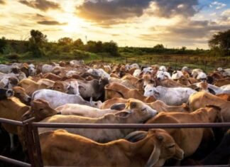 Fedenaga descarta aumento en el precio de la carne de res