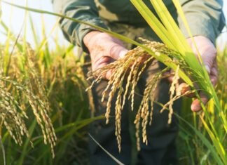 Fevearroz: Producción nacional de arroz podría aumentar un 27% respecto al 2023