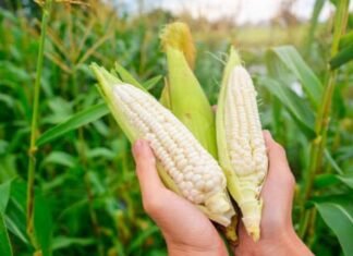 Fedeagro indica producción de maíz cubre el 75% de la demanda nacional