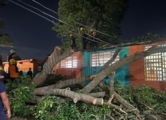 Afectaciones en viviendas y caída de árboles dejó la intensa lluvia con granizo en Barquisimeto