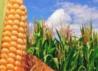 Afirman que las condiciones climáticas son favorables para incrementar la producción de maíz