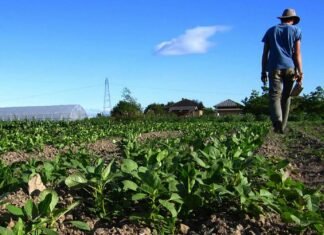 Fedeagro reporta que más de dos mil productores han cesado sus actividades en el campo