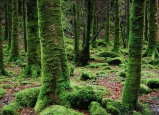 Venezuela promueve campaña para la conservación del musgo