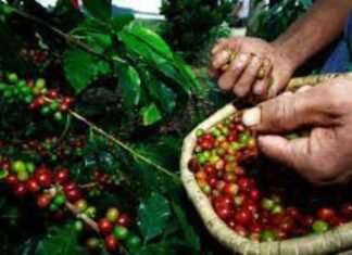 Caficultores nacionales exigen mejoras en los pagos por la producción del rubro