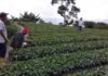 Plan Nacional de Atención a Productores de Café inicia en Lara