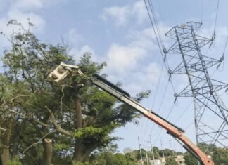 Realizan trabajos de desmalezamiento en 13 líneas de alta tensión en Lara