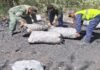 Incautan mil 440 kilos de carbón vegetal de una extracción ilícita en Lara