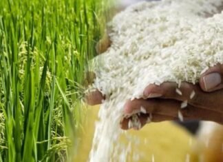 Afirman que la producción de arroz ha abastecido un 72% del consumo nacional