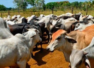 Fedenaga: Se estanca consumo per cápita de carne durante el primer semestre de 2025