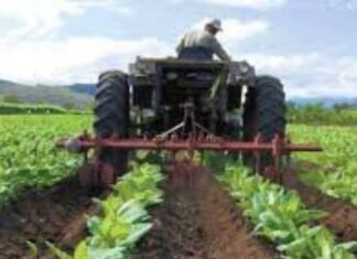 Fedeagro: Incremento de la producción agrícola logra cubrir 63 % del consumo nacional