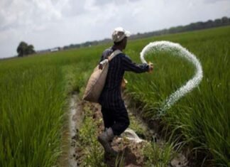 Esperan que producción de arroz supere las 680 mil toneladas este año