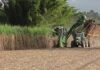Esperan crecimiento de 720 mil toneladas de caña de azúcar para el tramo 2025-2026