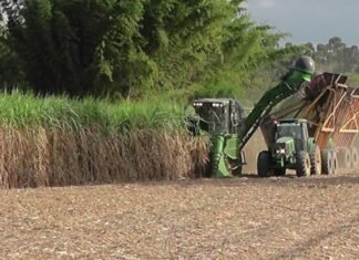 Esperan crecimiento de 720 mil toneladas de caña de azúcar para el tramo 2025-2026