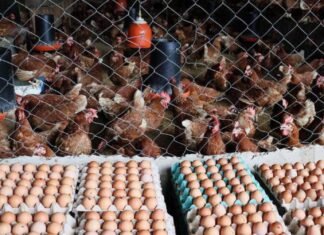 Sector avícola garantiza abastecimiento nacional y estabilidad en los precios