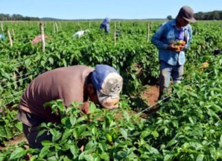 Productores agrícolas solicitan financiamientos para impulsar el sector