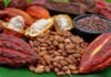 Destacan sustentabilidad y aumento de producción del cacao este 2025