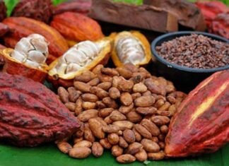 Destacan sustentabilidad y aumento de producción del cacao este 2025
