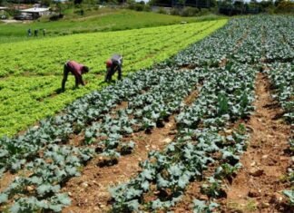 Agrónomos piden planificar importaciones para no afectar a productores venezolanos